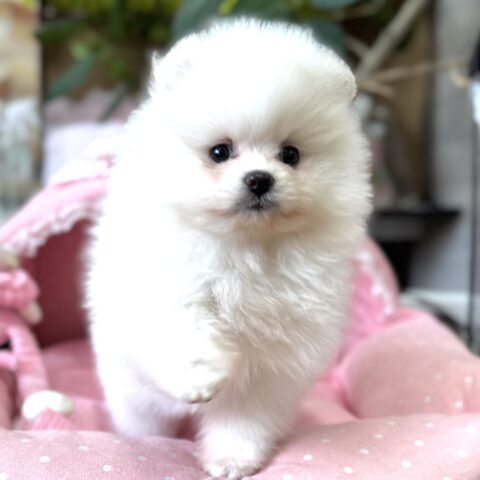 ポメラニアン　ディオール・１君
