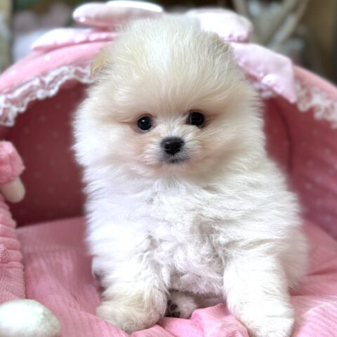 ポメラニアン　ディオール・３君