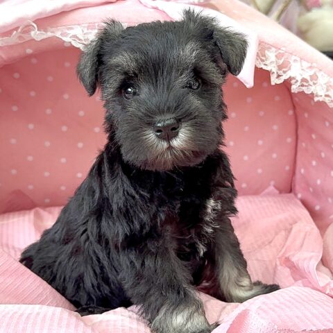 ミニチュアシュナウザー　まお・３ちゃん