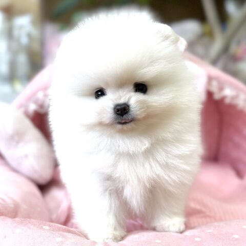 ポメラニアン　ぷりん・２ちゃん