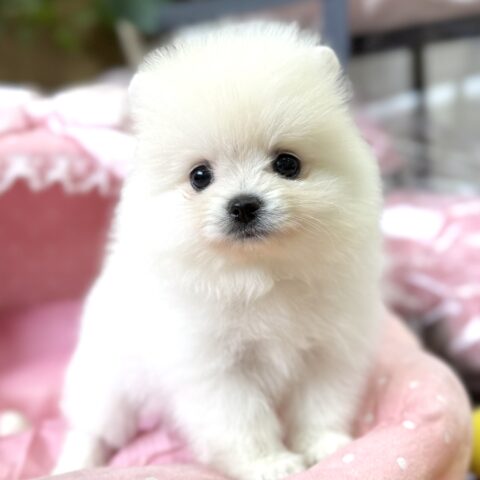 ポメラニアン　マフィン・２君