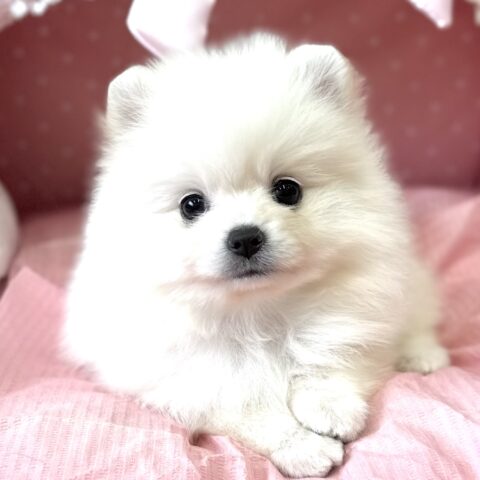 ポメラニアン　ぷりん・４ちゃん