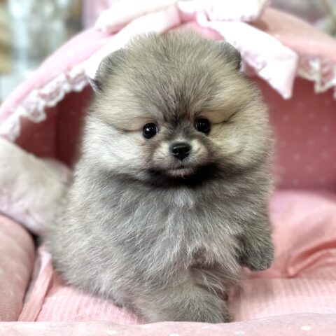 ポメラニアン　ぷりん・１君