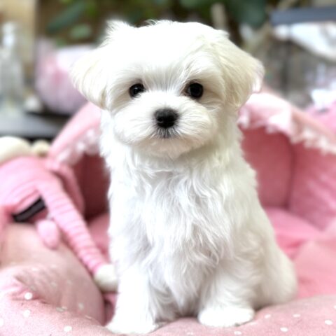 マルチーズ　シルク・１ちゃん