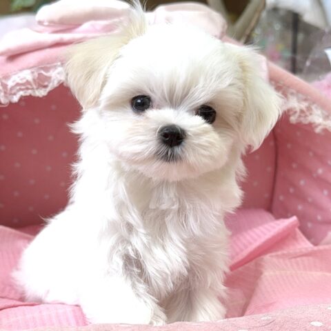 マルチーズ　シルク・２ちゃん