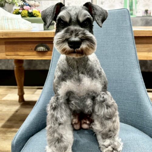 お母さん卒業犬　Mちゃん