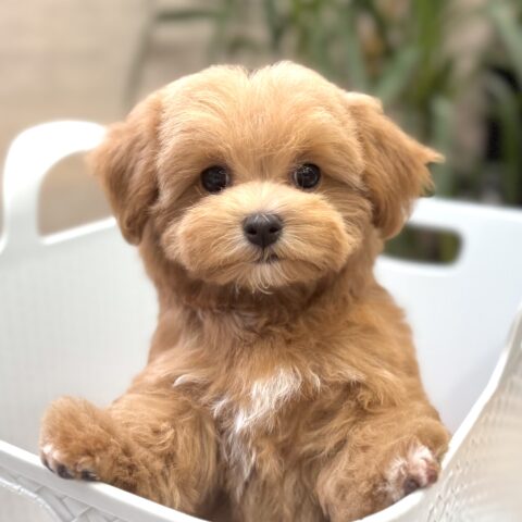 マルプー　まう・１ちゃん