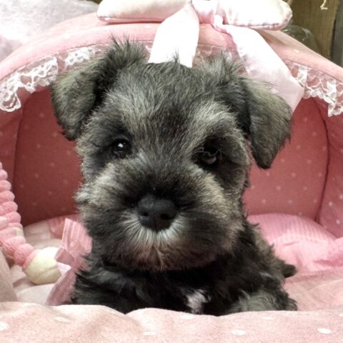 ミニチュアシュナウザー　セラン・５ちゃん