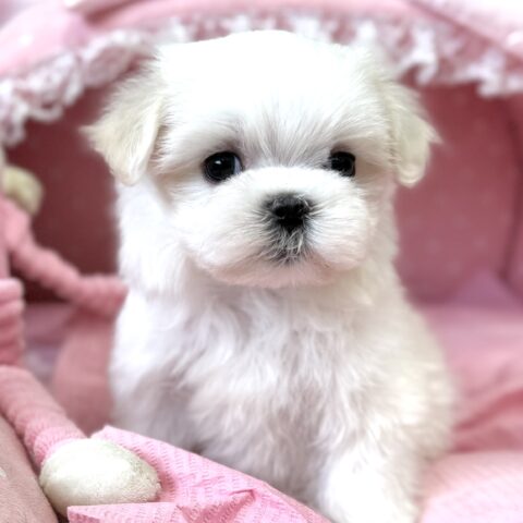 マルチーズ　ゆき・２君