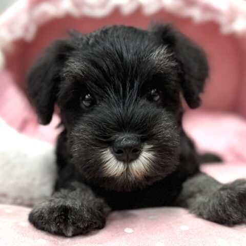 ミニチュアシュナウザー　うき・５ちゃん