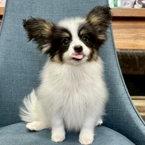 パピヨン　ゆか・１君