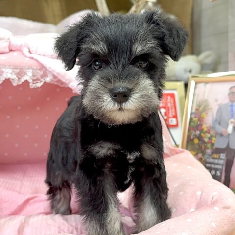 ミニチュアシュナウザー　ネネ・２ちゃん